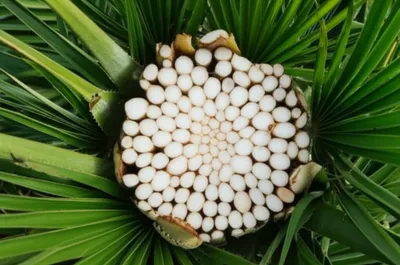 Illustration cabbages - Image 1