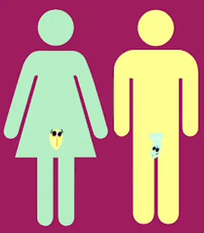 Illustration genitalia - Image 2