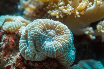 Illustration theca - Image 1