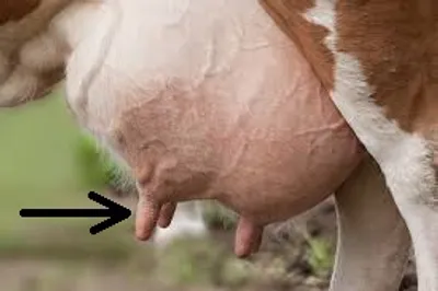 Illustration teat - Image 2