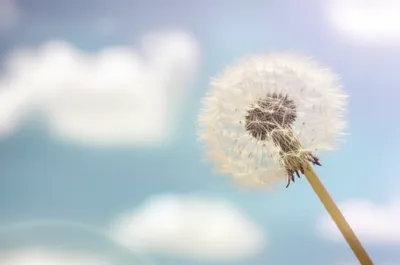 Illustration fluffy - Image 1