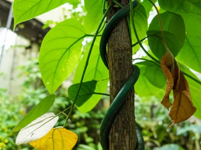 Illustration strangulated - Image 1