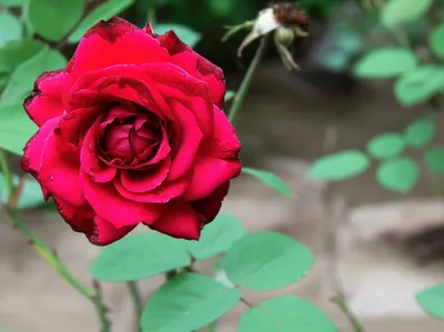 Illustration falls - Image 1