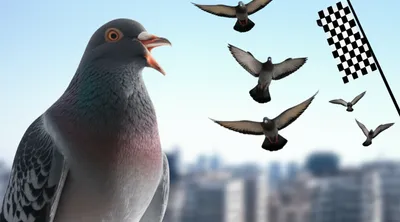 Illustration duffer - Image 1