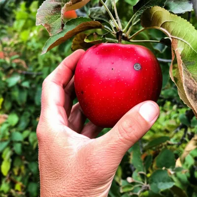 Hình ảnh minh họa poisoning