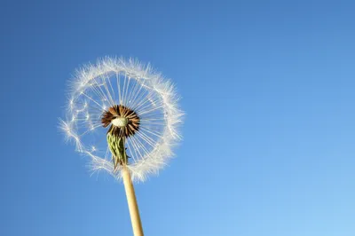 Illustration ultralight - Image 1