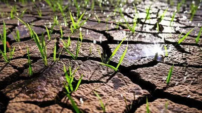 Illustration imbibed - Image 1