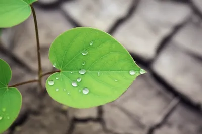 Illustration dampening