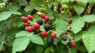 Illustration blackberry