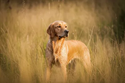 Hình ảnh minh họa hunters - Ảnh 1