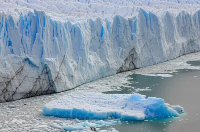 Illustration calves - Image 1