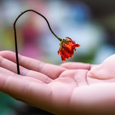 Illustration quell - Image 1