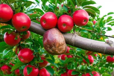 Illustration growths - Image 1