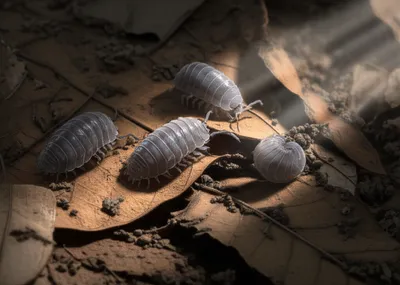 Illustration woodlice