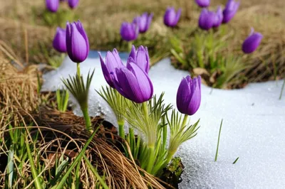 Illustration crocuses - Image 1