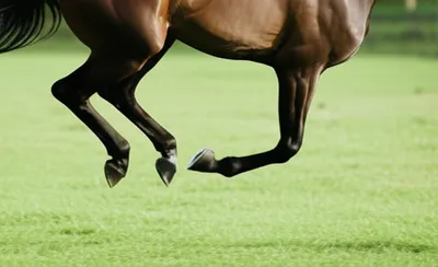 Illustration trots - Image 1