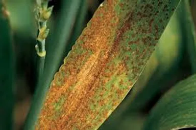 Illustration rust - Image 4