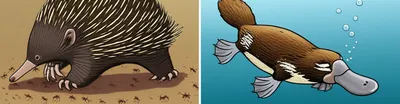 Illustration monotremes