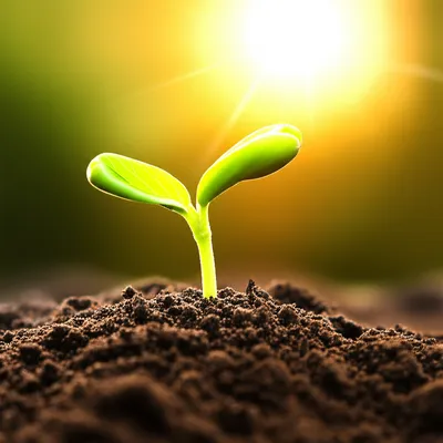 Illustration raised - Image 1