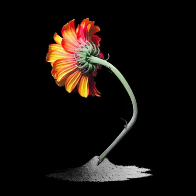 Illustration degeneration - Image 1