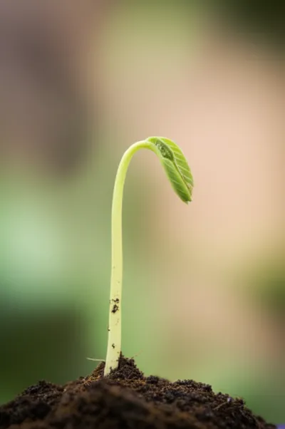 Illustration rise - Image 1