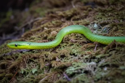 Illustration slithering