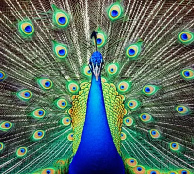 Illustration fans - Image 1