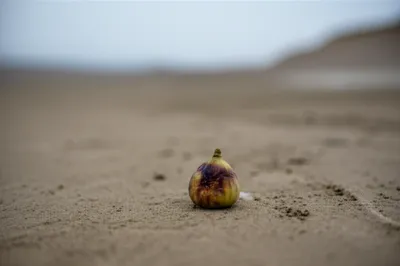 Illustration fig - Image 1