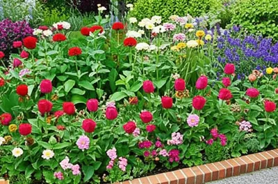 Illustration flowerbed