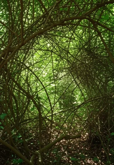 Illustration thicket