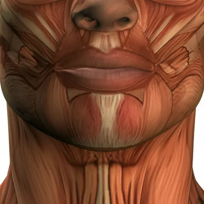 Illustration jaws - Image 1