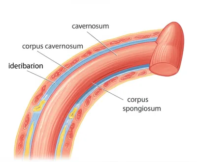 Illustration shaft - Image 1