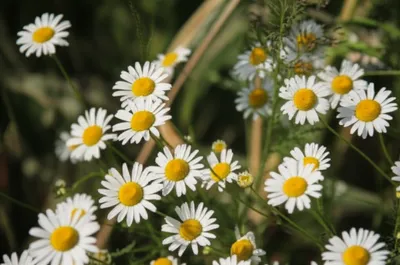 Illustration oxeyes - Image 1