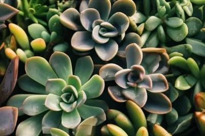 Illustration succulent