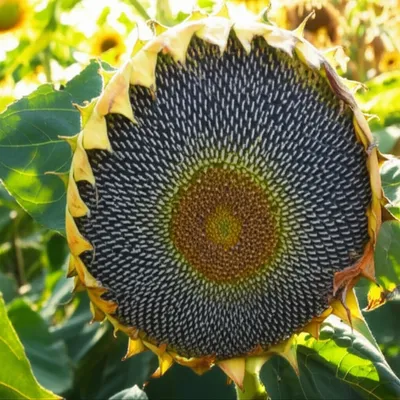 Illustration droop - Image 1