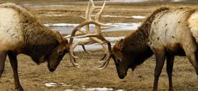 Illustration butt - Image 2