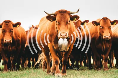 Illustration cowbell - Image 1