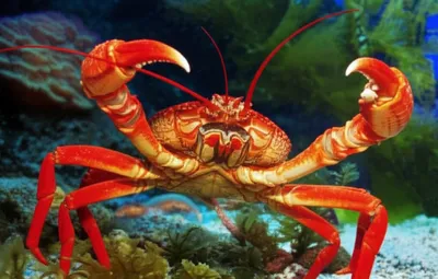 Illustration nipper - Image 1