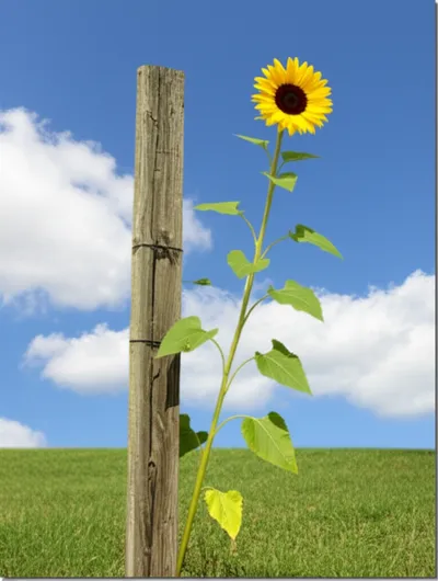 Illustration leaning - Image 1