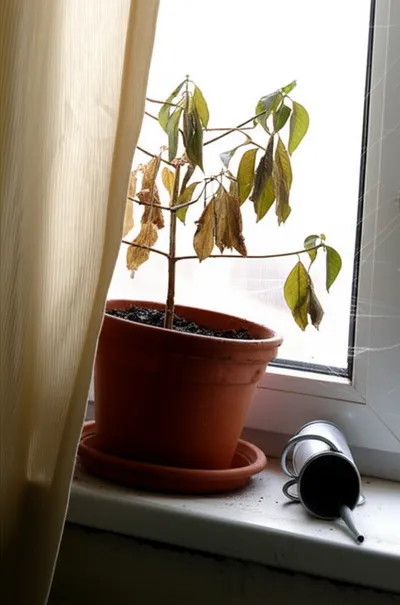 Illustration neglectful