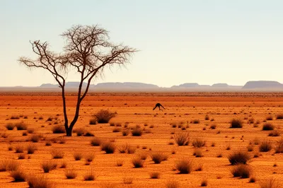 Illustration outbacks