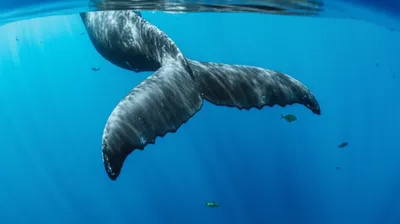 Illustration fluke - Image 1