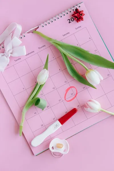 Illustration ovulation - Image 2