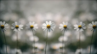 Illustration duplicating - Image 1