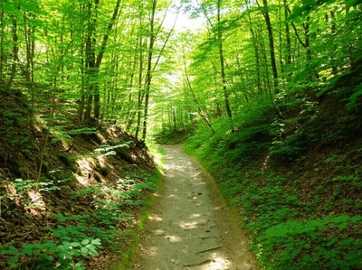 Illustration trod - Image 1