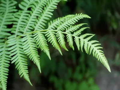 Illustration brake - Image 1