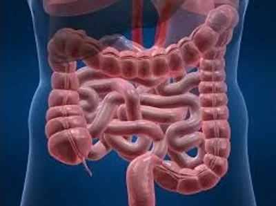 Illustration bowel - Image 2