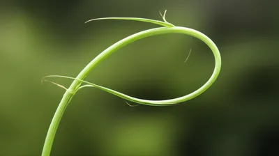 Illustration flexibility