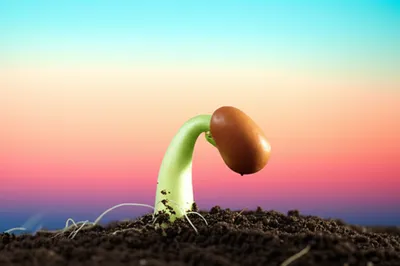 Illustration begun - Image 1