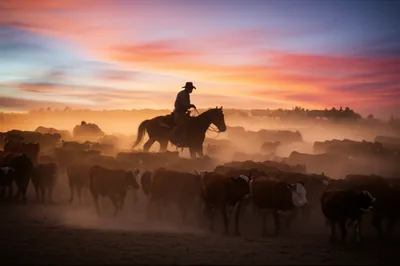 Illustration cowboyed - Image 1